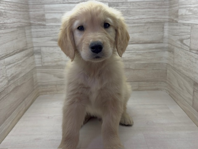 埼玉県のゴールデンレトリバー (かねだい桶川店/2025年8月31日生まれ/男の子/ゴールデン)の子犬の2枚目の画像