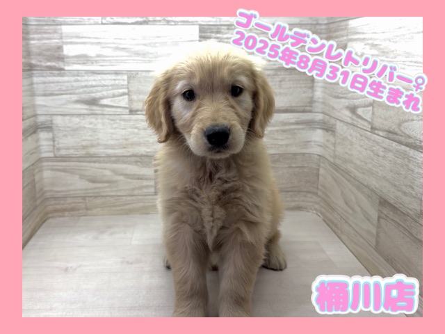 埼玉県のゴールデンレトリバー (かねだい桶川店/2025年8月31日生まれ/女の子/ゴールデン)の子犬の1枚目の画像