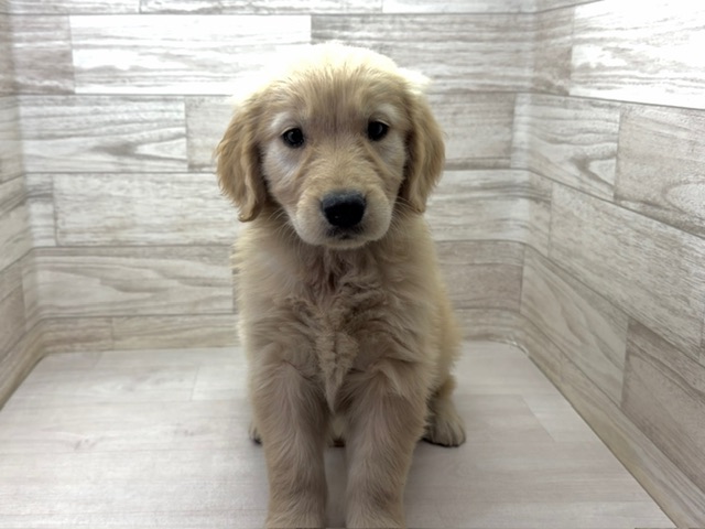 埼玉県のゴールデンレトリバー (かねだい桶川店/2025年8月31日生まれ/女の子/ゴールデン)の子犬の2枚目の画像