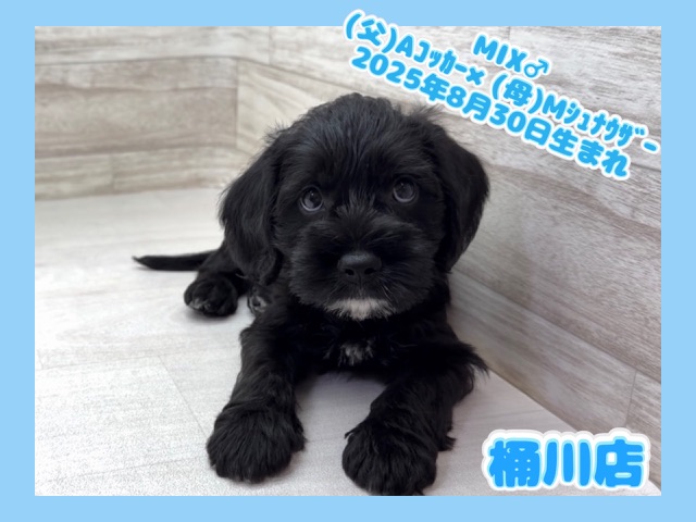 埼玉県のハーフ犬・ミックス犬 (かねだい桶川店/2025年8月30日生まれ/男の子/ブラックホワイト)の子犬の1枚目の画像