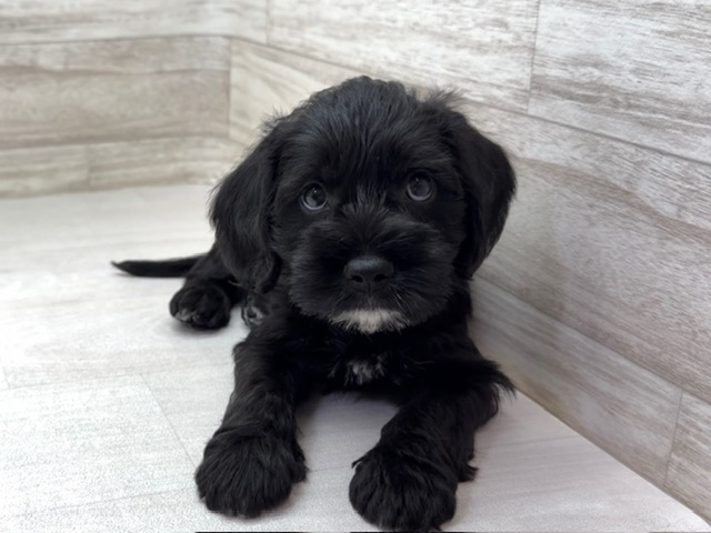 埼玉県のハーフ犬・ミックス犬 (かねだい桶川店/2025年8月30日生まれ/男の子/ブラックホワイト)の子犬の2枚目の画像