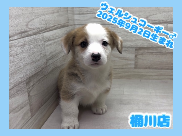 埼玉県のウェルシュコーギーペンブローク (かねだい桶川店/2025年9月2日生まれ/男の子/セーブルホワイト)の子犬の1枚目の画像