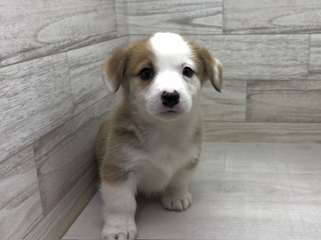 埼玉県のウェルシュコーギーペンブローク (かねだい桶川店/2025年9月2日生まれ/男の子/セーブルホワイト)の子犬の2枚目の画像