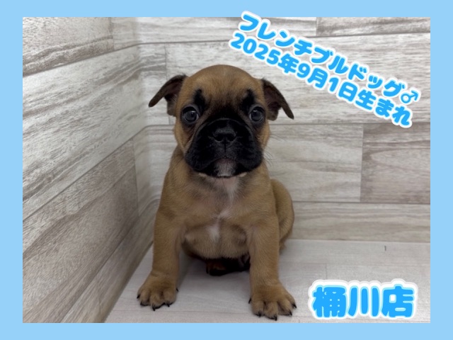 埼玉県のフレンチブルドッグ (かねだい桶川店/2025年9月1日生まれ/男の子/フォーン)の子犬の1枚目の画像