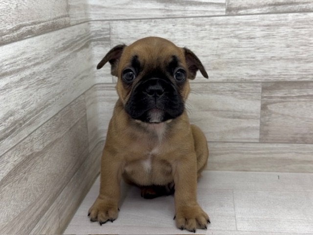 埼玉県のフレンチブルドッグ (かねだい桶川店/2025年9月1日生まれ/男の子/フォーン)の子犬の2枚目の画像