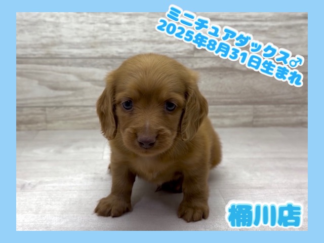 埼玉県のミニチュアダックスフンド(ロング) (かねだい桶川店/2025年8月31日生まれ/男の子/クリアレッド)の子犬の1枚目の画像