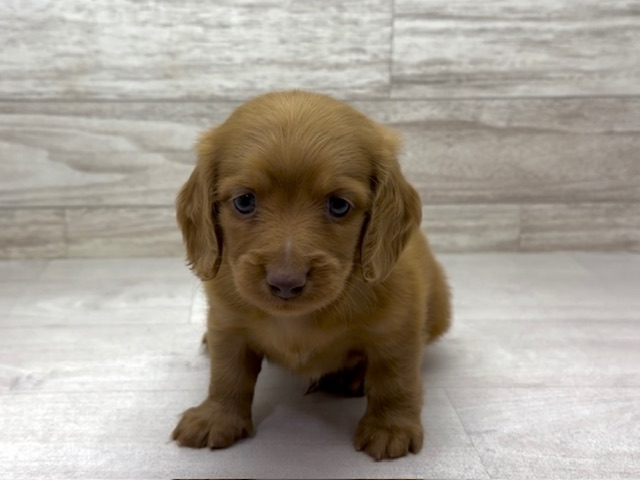 埼玉県のミニチュアダックスフンド(ロング) (かねだい桶川店/2025年8月31日生まれ/男の子/クリアレッド)の子犬の2枚目の画像