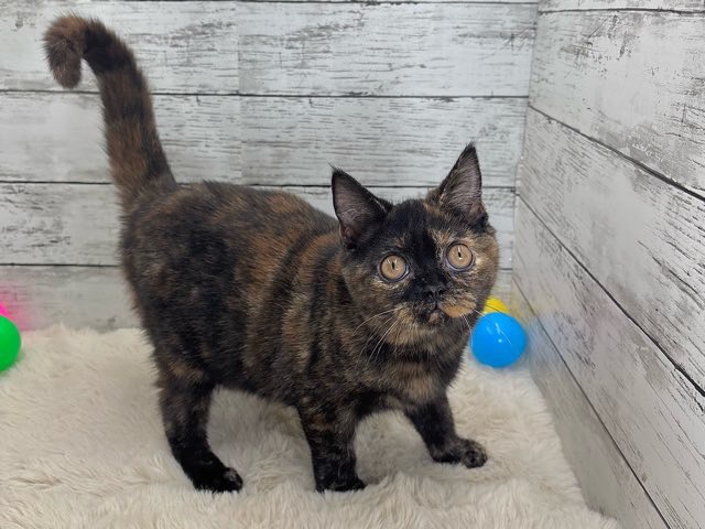 新潟県のスコティッシュフォールド (かねだいペットトライアル魚沼/2025年5月18日生まれ/女の子/トーティー)の子猫の2枚目の画像