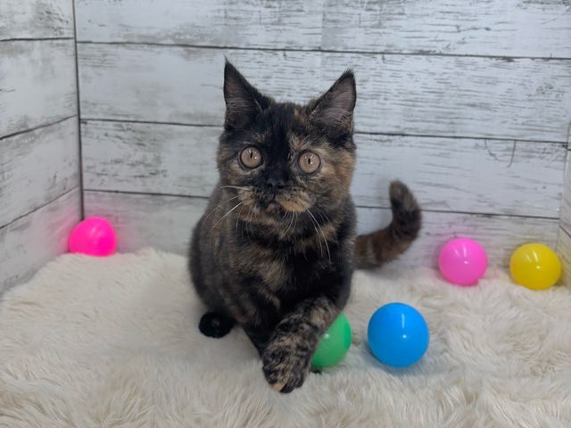 新潟県のスコティッシュフォールド (かねだいペットトライアル魚沼/2025年5月18日生まれ/女の子/トーティー)の子猫の3枚目の画像