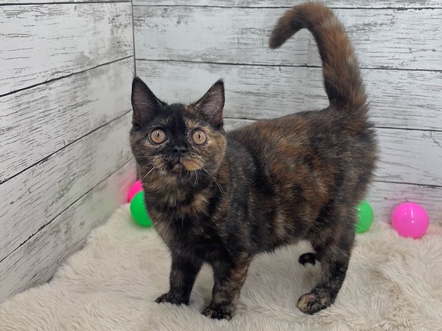 新潟県のスコティッシュフォールド (かねだいペットトライアル魚沼/2025年5月18日生まれ/女の子/トーティー)の子猫の4枚目の画像