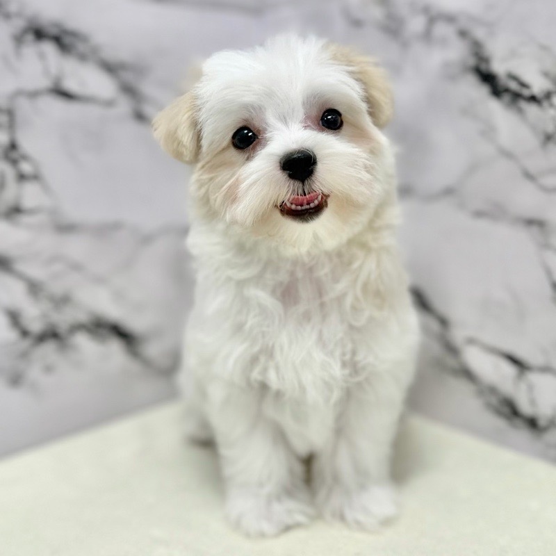 神奈川県のマルチーズ (かねだい東戸塚店/2025年8月7日生まれ/女の子/ホワイト)の子犬の1枚目の画像