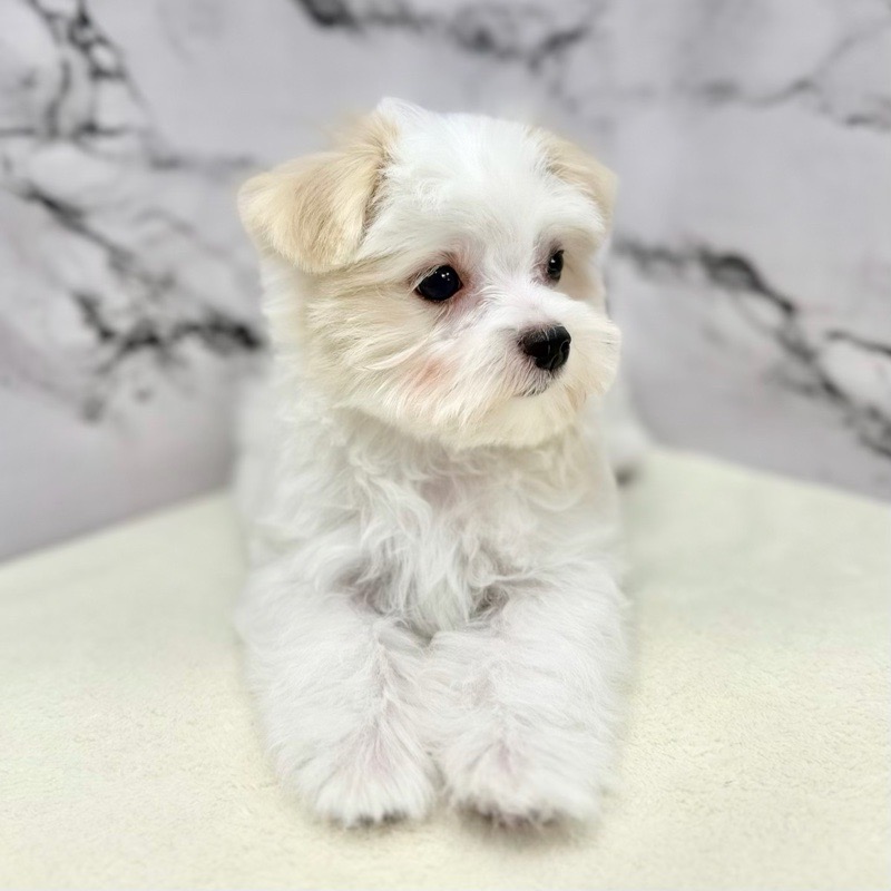 神奈川県のマルチーズ (かねだい東戸塚店/2025年8月7日生まれ/女の子/ホワイト)の子犬の3枚目の画像