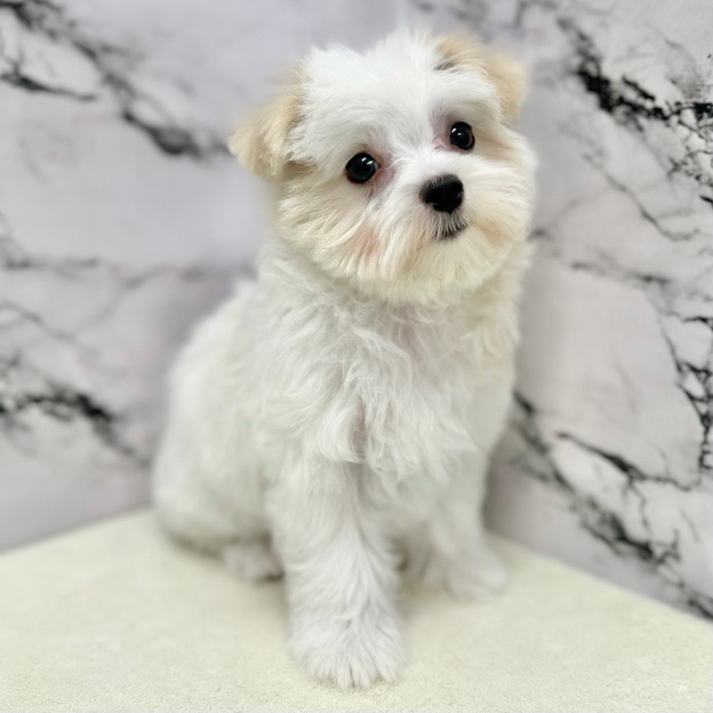 神奈川県のマルチーズ (かねだい東戸塚店/2025年8月7日生まれ/女の子/ホワイト)の子犬の4枚目の画像