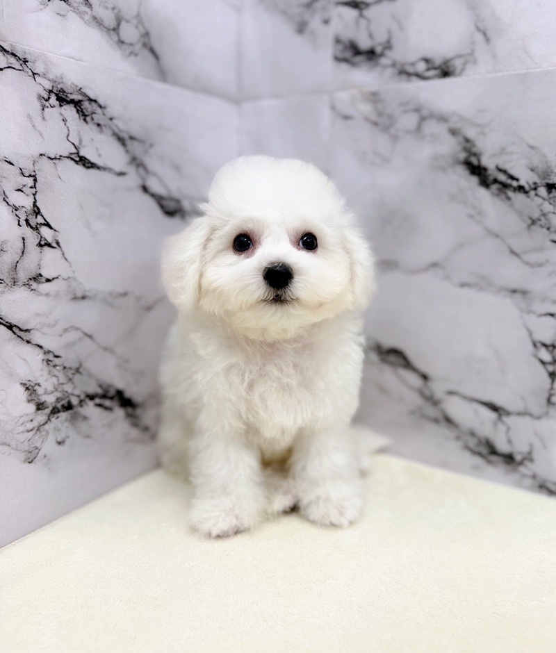 神奈川県のビションフリーゼ (かねだい東戸塚店/2025年8月6日生まれ/男の子/ホワイト)の子犬の1枚目の画像