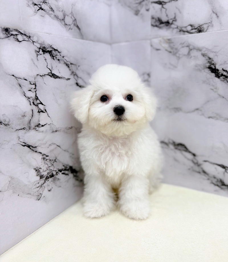 神奈川県のビションフリーゼ (かねだい東戸塚店/2025年8月6日生まれ/男の子/ホワイト)の子犬の2枚目の画像