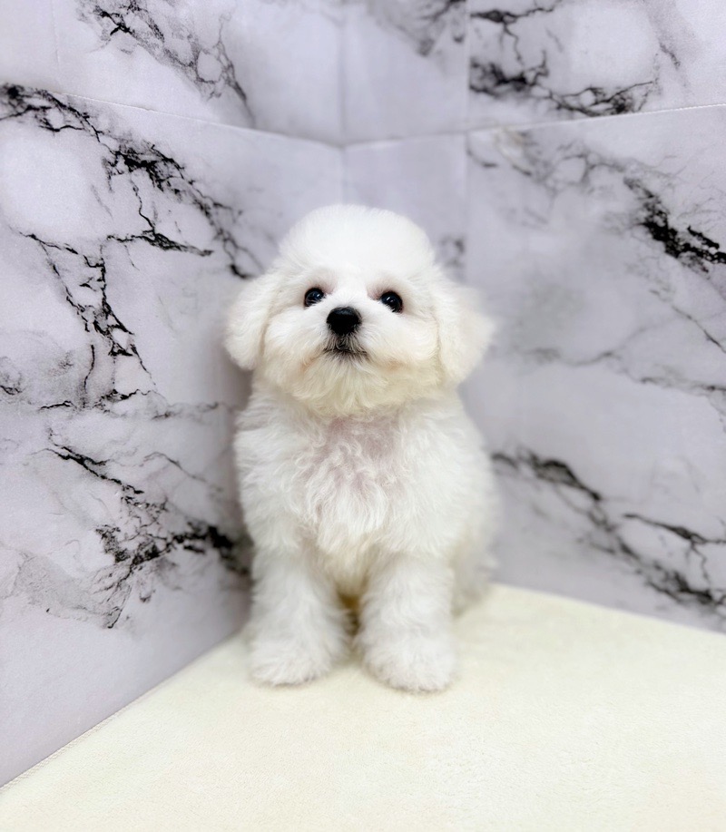 神奈川県のビションフリーゼ (かねだい東戸塚店/2025年8月6日生まれ/男の子/ホワイト)の子犬の3枚目の画像