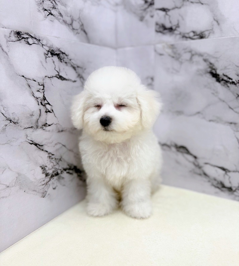 神奈川県のビションフリーゼ (かねだい東戸塚店/2025年8月6日生まれ/男の子/ホワイト)の子犬の4枚目の画像