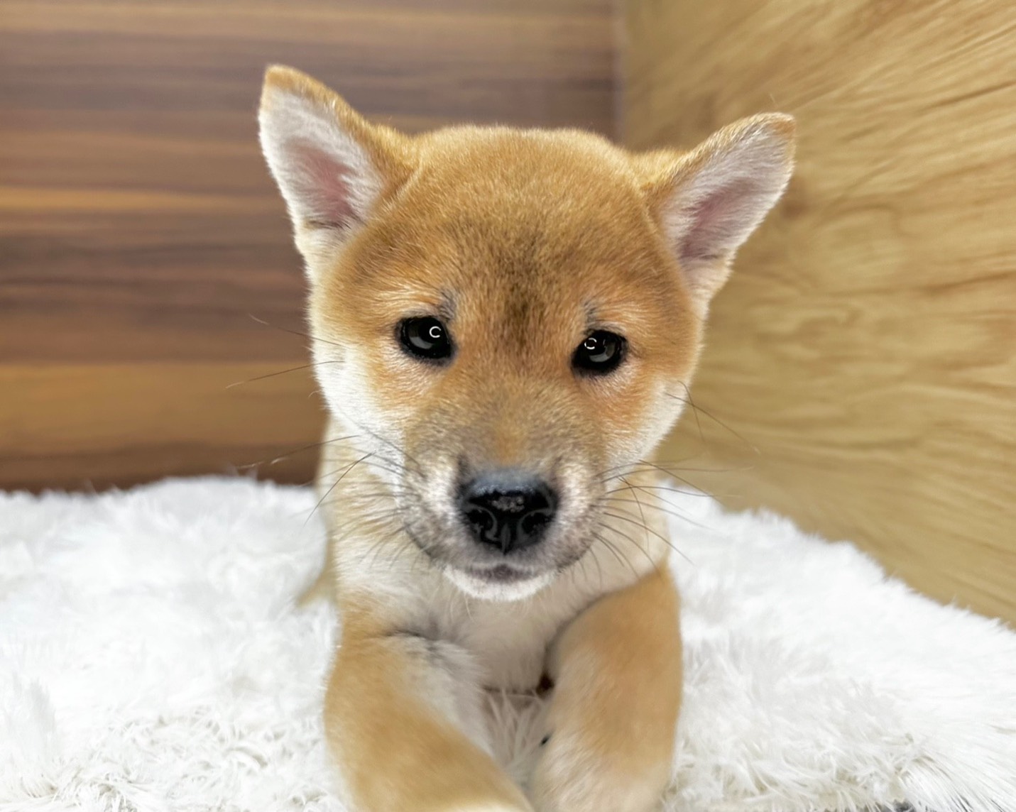 群馬県の柴犬(標準サイズ) (かねだいペットトライアル桐生/2025年8月30日生まれ/男の子/赤)の子犬の4枚目の画像