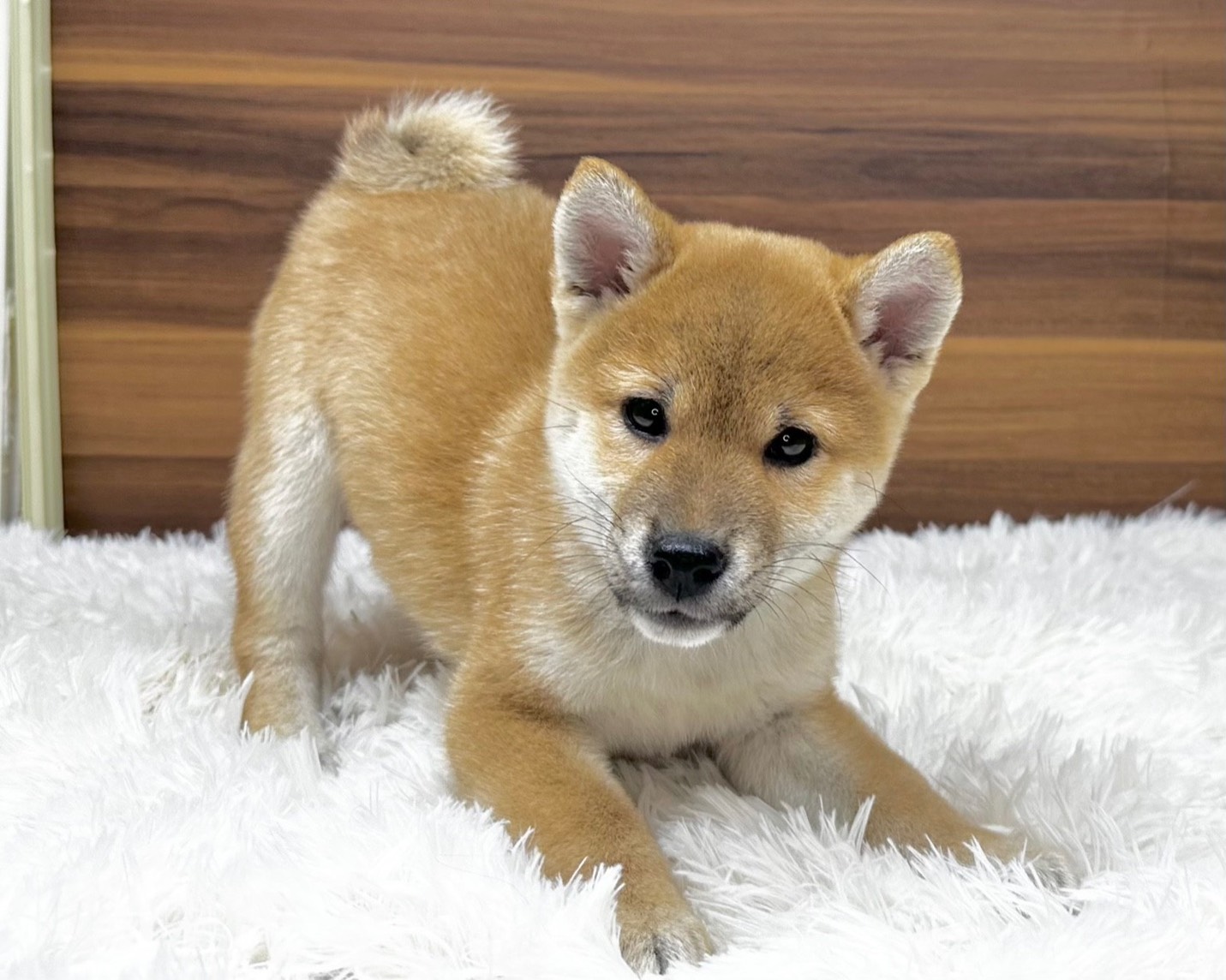 群馬県の柴犬(標準サイズ) (かねだいペットトライアル桐生/2025年8月30日生まれ/男の子/赤)の子犬の3枚目の画像