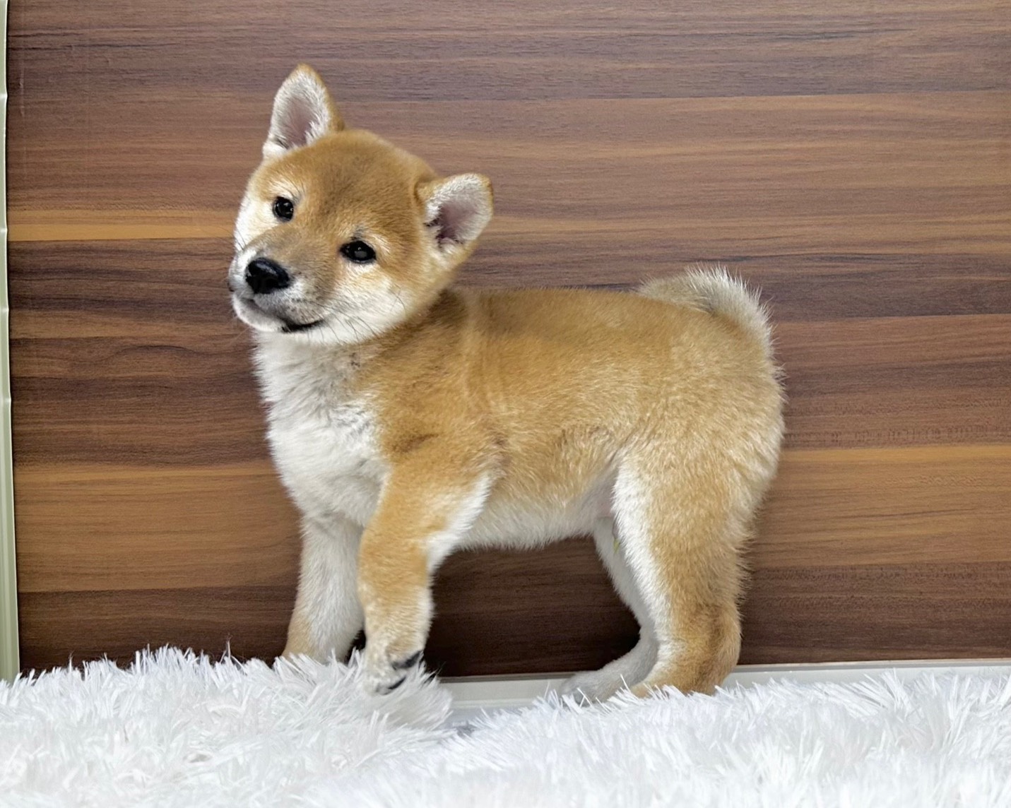 群馬県の柴犬(標準サイズ) (かねだいペットトライアル桐生/2025年8月30日生まれ/男の子/赤)の子犬の2枚目の画像