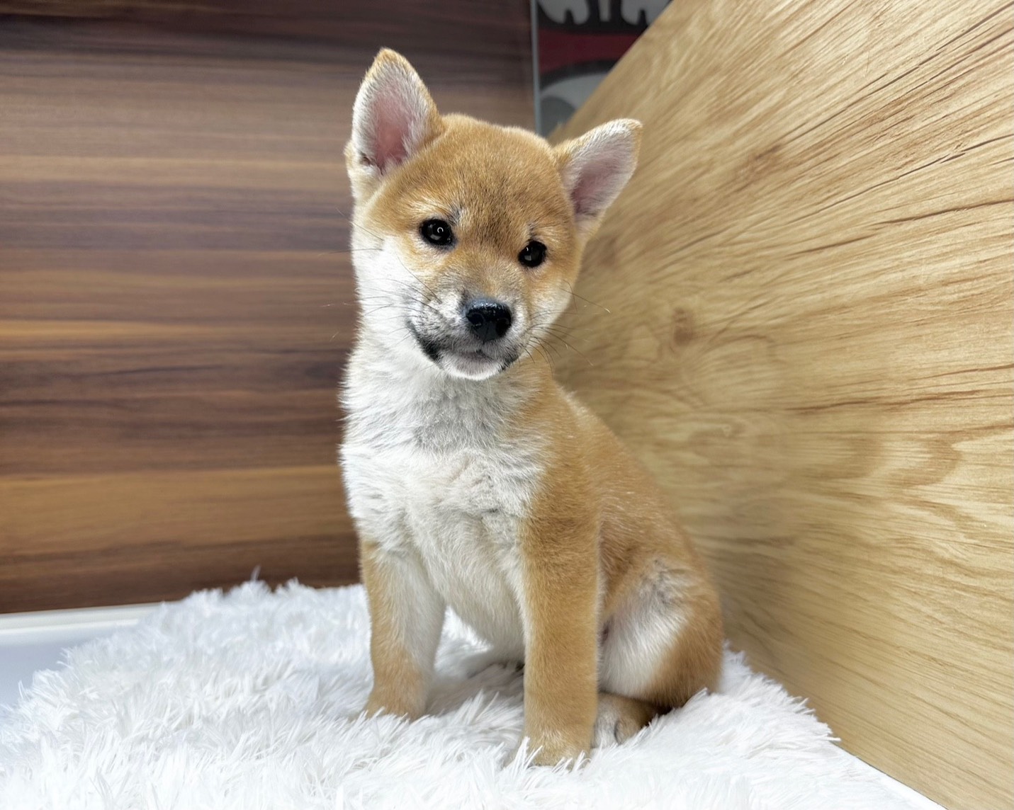 群馬県の柴犬(標準サイズ) (かねだいペットトライアル桐生/2025年8月30日生まれ/男の子/赤)の子犬の1枚目の画像