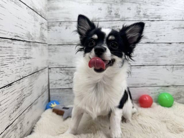 新潟県のチワワ(ロング) (かねだいペットトライアル魚沼/2025年4月13日生まれ/男の子/ホワイトブラックタン)の子犬の3枚目の画像