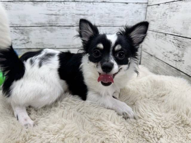 新潟県のチワワ(ロング) (かねだいペットトライアル魚沼/2025年4月13日生まれ/男の子/ホワイトブラックタン)の子犬の4枚目の画像