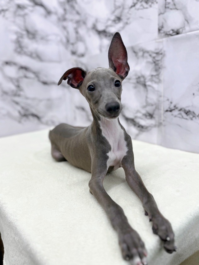 神奈川県のイタリアングレーハウンド (かねだい東戸塚店/2025年7月18日生まれ/男の子/ブルーホワイト)の子犬の1枚目の画像