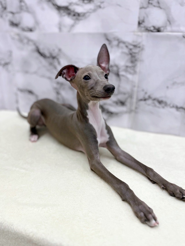 神奈川県のイタリアングレーハウンド (かねだい東戸塚店/2025年7月18日生まれ/男の子/ブルーホワイト)の子犬の2枚目の画像