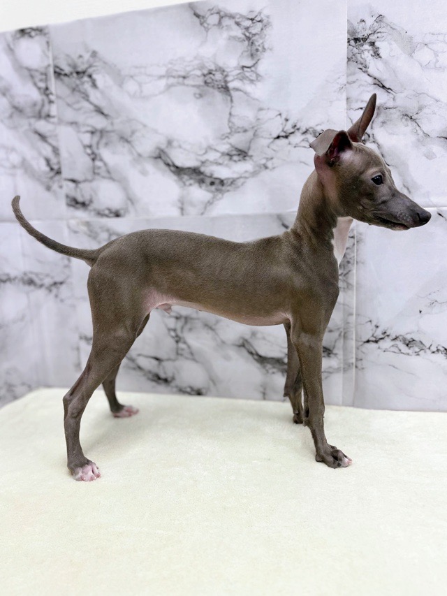 神奈川県のイタリアングレーハウンド (かねだい東戸塚店/2025年7月18日生まれ/男の子/ブルーホワイト)の子犬の3枚目の画像