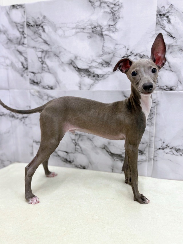 神奈川県のイタリアングレーハウンド (かねだい東戸塚店/2025年7月18日生まれ/男の子/ブルーホワイト)の子犬の4枚目の画像