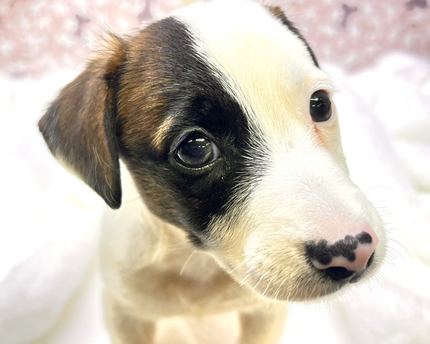 茨城県のジャックラッセルテリア (かねだいペットトライアル利根川/2025年8月29日生まれ/男の子/ホワイトタン)の子犬の1枚目の画像