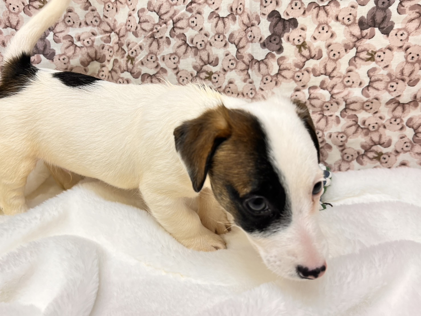 茨城県のジャックラッセルテリア (かねだいペットトライアル利根川/2025年8月29日生まれ/男の子/ホワイトタン)の子犬の2枚目の画像