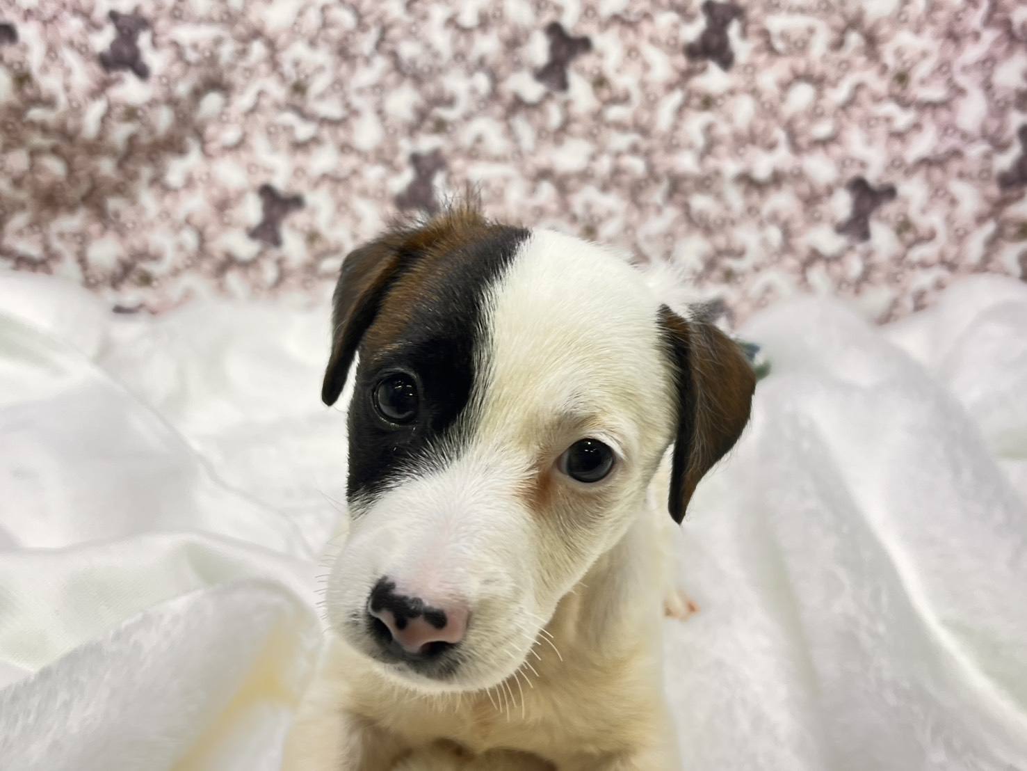 茨城県のジャックラッセルテリア (かねだいペットトライアル利根川/2025年8月29日生まれ/男の子/ホワイトタン)の子犬の3枚目の画像