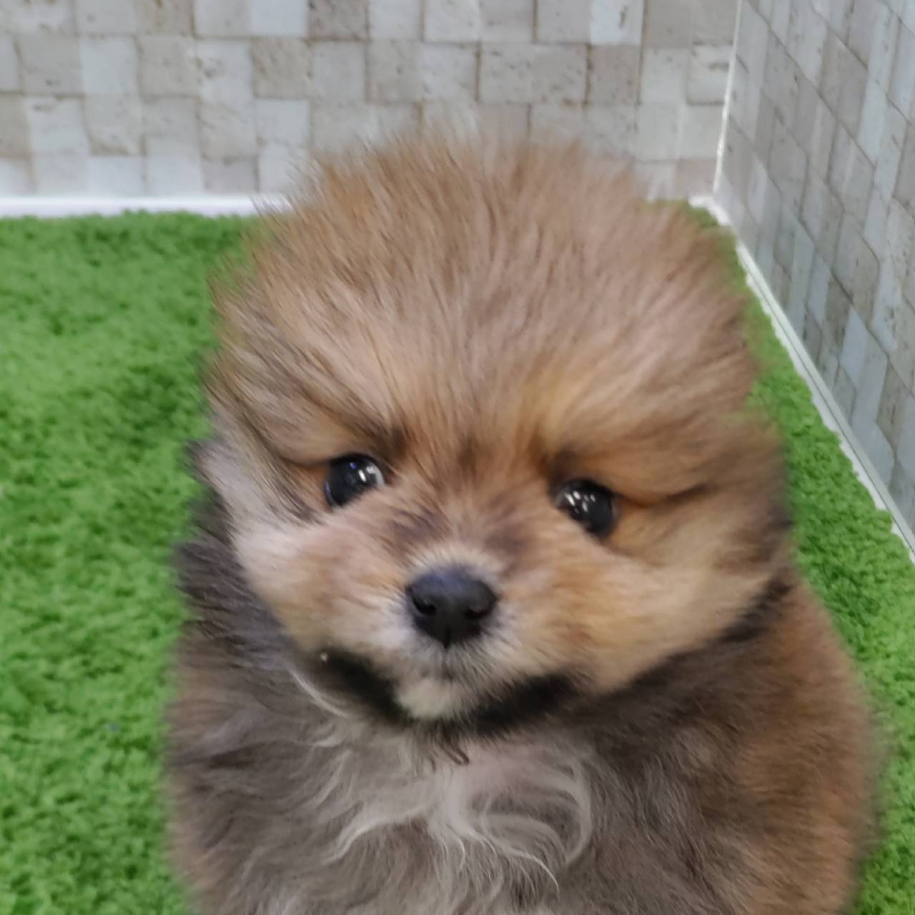 価格の安い子犬 ワンちゃん をさがす 株式会社かねだい