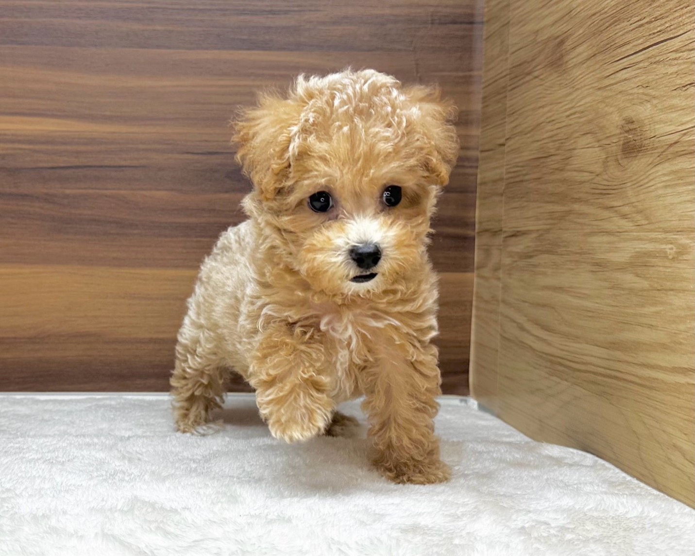 群馬県のビションプー(ビションフリーゼ×プードル) (かねだいペットトライアル桐生/2025年8月10日生まれ/女の子/クリーム)の子犬の3枚目の画像