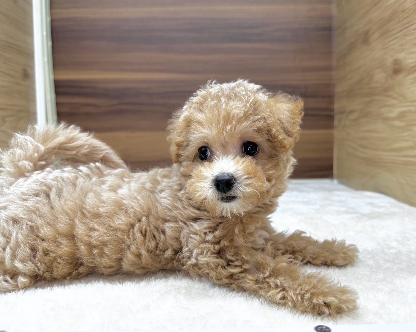 群馬県のビションプー(ビションフリーゼ×プードル) (かねだいペットトライアル桐生/2025年8月10日生まれ/女の子/クリーム)の子犬の2枚目の画像