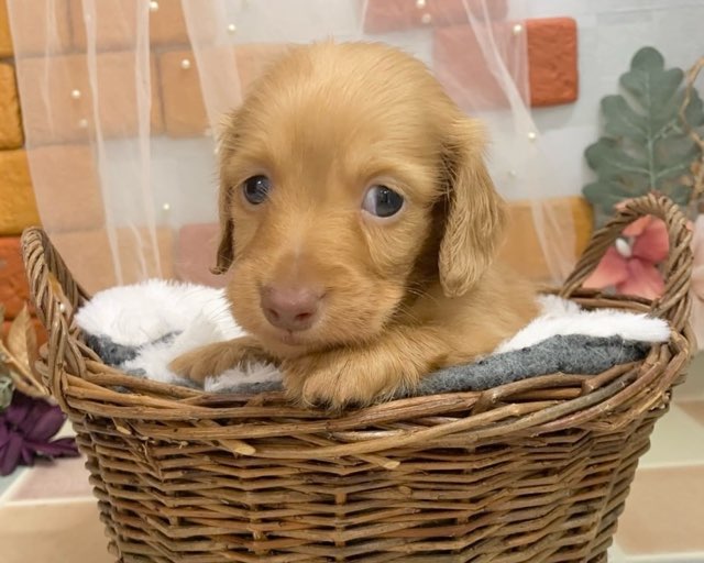 群馬県のミニチュアダックスフンド(ロング) (かねだいペットトライアル前橋/2025年8月31日生まれ/男の子/クリアレッド)の子犬の1枚目の画像