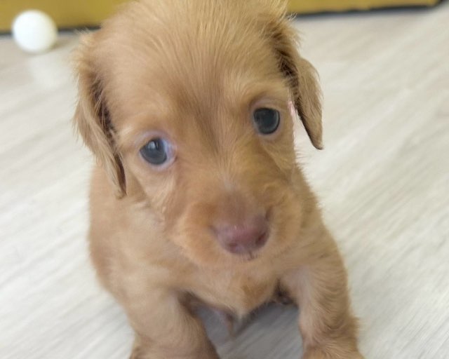 群馬県のミニチュアダックスフンド(ロング) (かねだいペットトライアル前橋/2025年8月31日生まれ/男の子/クリアレッド)の子犬の2枚目の画像