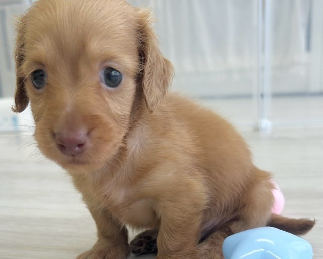 群馬県のミニチュアダックスフンド(ロング) (かねだいペットトライアル前橋/2025年8月31日生まれ/男の子/クリアレッド)の子犬の3枚目の画像