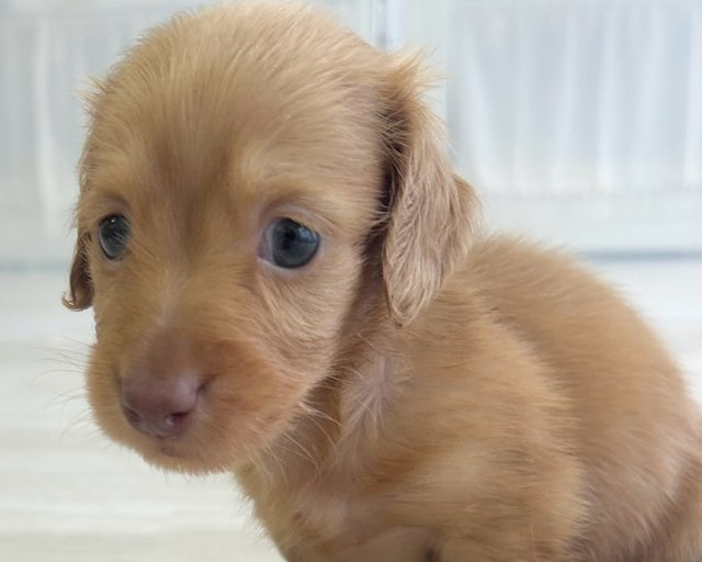 群馬県のミニチュアダックスフンド(ロング) (かねだいペットトライアル前橋/2025年8月31日生まれ/男の子/クリアレッド)の子犬の4枚目の画像