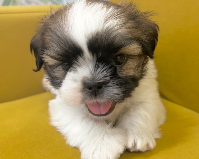 群馬県のシーズー (かねだいペットトライアル前橋/2025年9月1日生まれ/男の子/ホワイトゴールド)の子犬の1枚目の画像