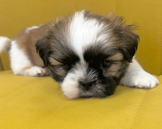 群馬県のシーズー (かねだいペットトライアル前橋/2025年9月1日生まれ/男の子/ホワイトゴールド)の子犬の2枚目の画像