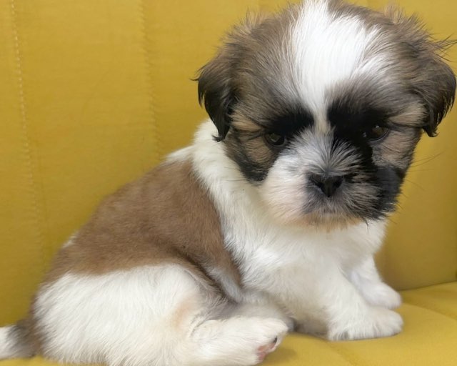 群馬県のシーズー (かねだいペットトライアル前橋/2025年9月1日生まれ/男の子/ホワイトゴールド)の子犬の3枚目の画像