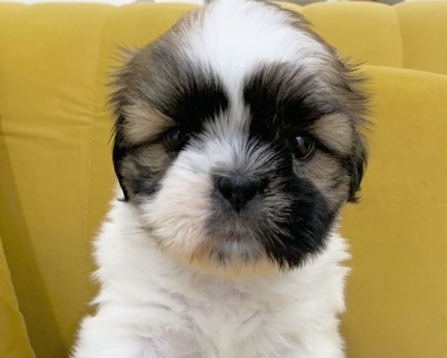 群馬県のシーズー (かねだいペットトライアル前橋/2025年9月1日生まれ/男の子/ホワイトゴールド)の子犬の4枚目の画像