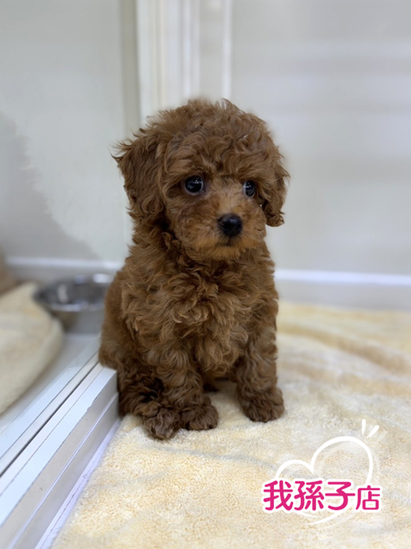 千葉県のトイプードル(トイ) (かねだい我孫子店/2025年8月19日生まれ/男の子/レッド)の子犬の1枚目の画像