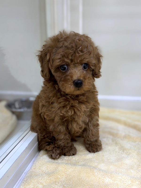 千葉県のトイプードル(トイ) (かねだい我孫子店/2025年8月19日生まれ/男の子/レッド)の子犬の2枚目の画像