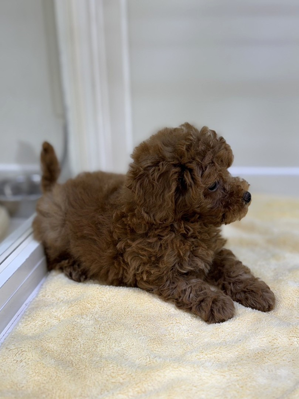 千葉県のトイプードル(トイ) (かねだい我孫子店/2025年8月19日生まれ/男の子/レッド)の子犬の3枚目の画像