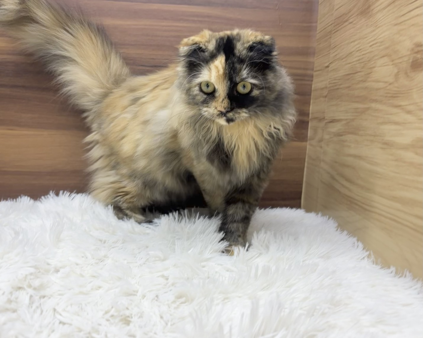 群馬県のスコティッシュフォールド (かねだいペットトライアル桐生/2025年5月18日生まれ/女の子/トーティー)の子猫の1枚目の画像