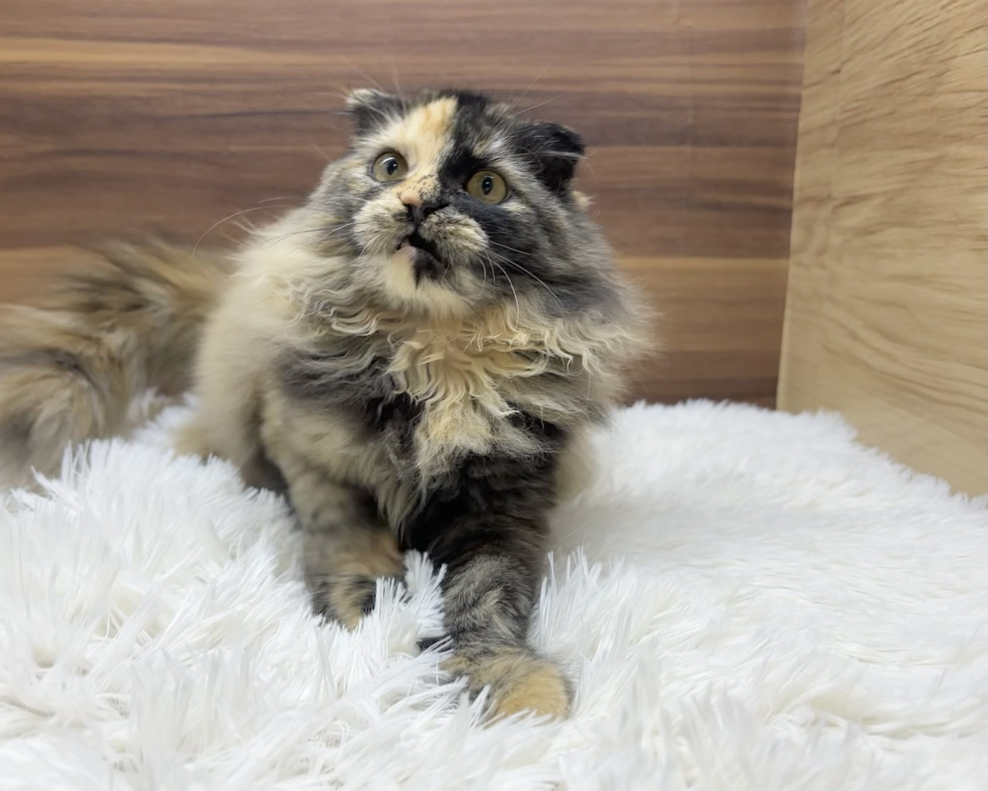 群馬県のスコティッシュフォールド (かねだいペットトライアル桐生/2025年5月18日生まれ/女の子/トーティー)の子猫の2枚目の画像